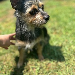 bonded pet photo