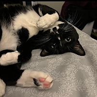 adopt a pet