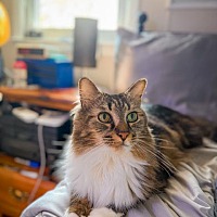 adopt a pet