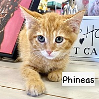 adopt a pet