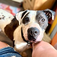 adopt a pet
