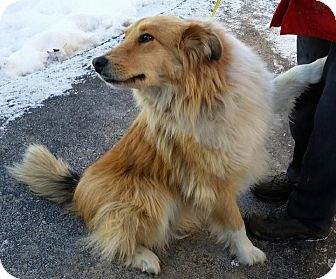 Lexington Ky Collie Meet Lassie A Pet For Adoption