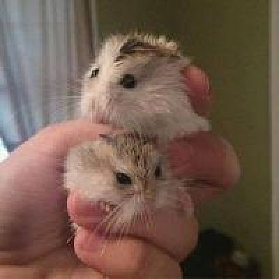 foster hamsters near me