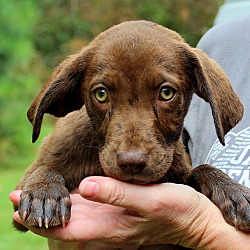 Thumbnail photo of Cocoa~adopted! #1