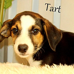 Thumbnail photo of Tart ~ meet me! #2