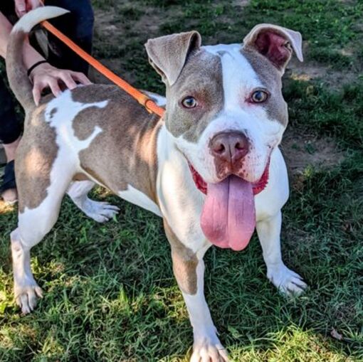 Westampton, NJ - American Pit Bull Terrier. Meet Zara a Pet for ...