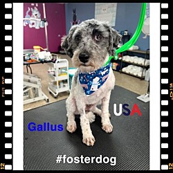 Photo of Gallus
