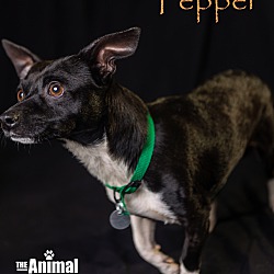 Thumbnail photo of Pepper #2