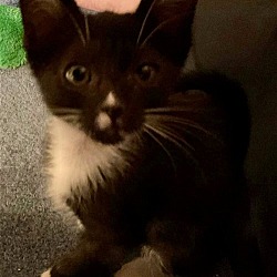 Photo of KitKat