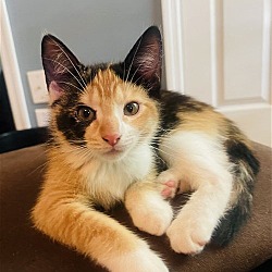Photo of Nala