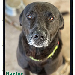 Photo of Baxter