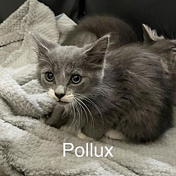 Photo of Pollux