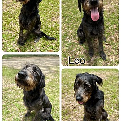 Photo of Leo