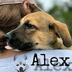 Thumbnail photo of Alex #2