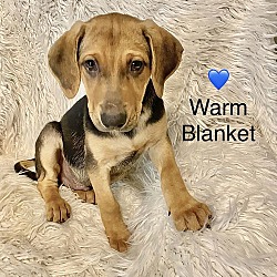 Thumbnail photo of Warm Blanket #1