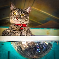 adopt a pet