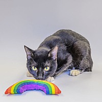 adopt a pet