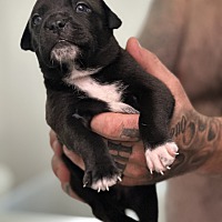 adopt a pet