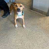 adopt a pet