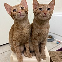 adopt-pet