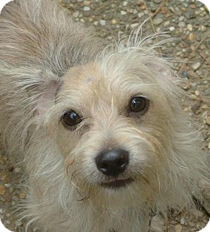 Little Rock Ar Norfolk Terrier Meet Reno A Pet For Adoption