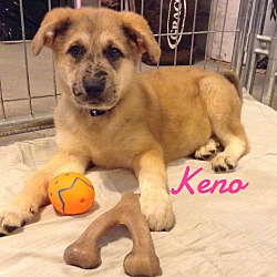 Thumbnail photo of Keno #1