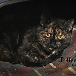 Thumbnail photo of Toffee #2