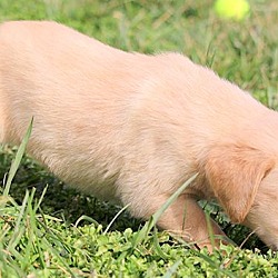 Thumbnail photo of ELLIE(ADORABLE YELLOW LAB PUP! #4