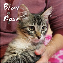 Thumbnail photo of Briar Rose #2