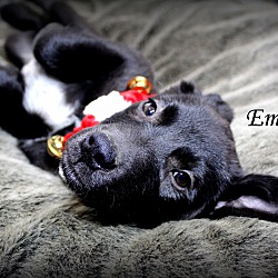Thumbnail photo of Emerson~adopted! #3