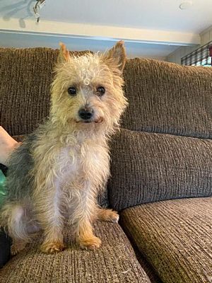 Lexington, KY - Yorkie, Yorkshire Terrier. Meet Charlie a Pet for ...