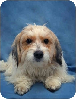 lhasa apso jack russell
