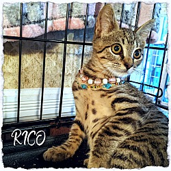 Thumbnail photo of Rico Ricardo #3