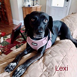 Thumbnail photo of LEXI #2