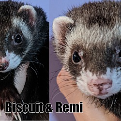 Photo of Biscuit & Remi