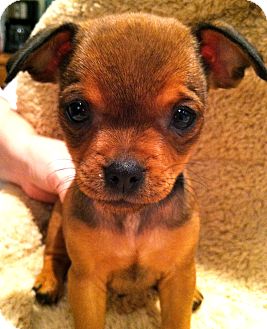 Brussels Griffon Mixed With A Chihuahua Online