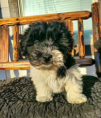 Dallas, TX - Shih Poo/Miniature Poodle. Meet Beatrice a Pet for ...