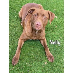 Photo of NELLY