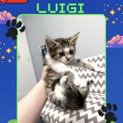 Thumbnail photo of Luigi #3