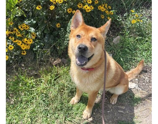 St. Louis, MO - Shiba Inu. Meet PLUTO a Pet for Adoption - AdoptaPet.com