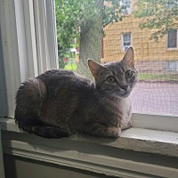 adopt a pet