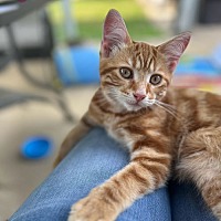 adopt a pet
