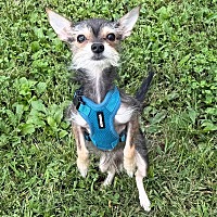 DANE - Chihuahua available for adoption