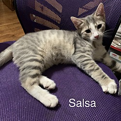 Thumbnail photo of Salsa #1