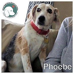 Photo of PHOEBE