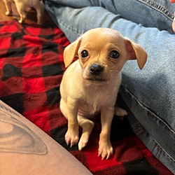 Photo of Lynette's pup Porter