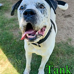 Thumbnail photo of Tank #2