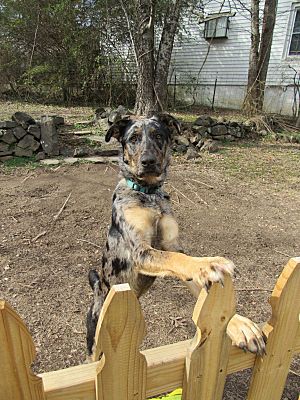 Hot Springs, Ar - Catahoula Leopard Dog German Shepherd Dog. Meet Luka 