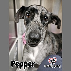 Photo of Pepper