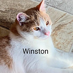 Thumbnail photo of Winston #2